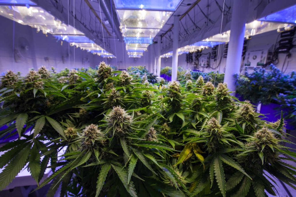 Curso de Cultivo Indoor de Cannabis Medicinal – Jean Silva